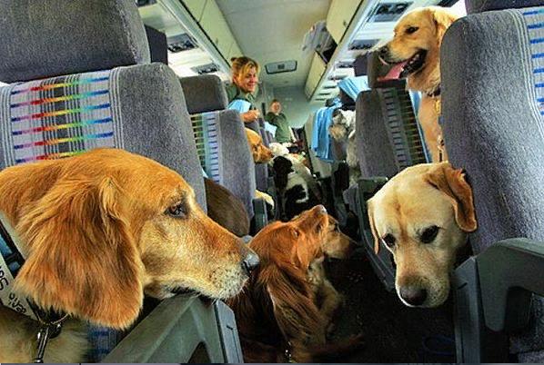 правила пассажирских перевозок